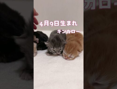【今日もふ】キンカロー子猫さん♡DAY4【2023年4月13日】