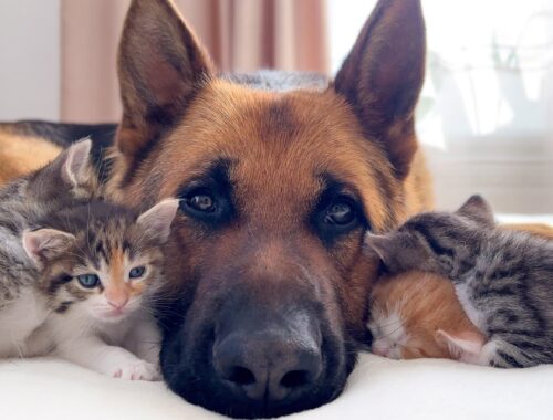 Cute Tiny Kittens and Adorable German Shepherd