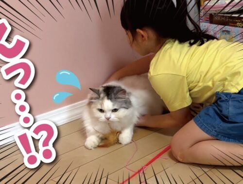 5歳の娘が猫を抱っこしようとしたら大変な事になりました【関西弁でしゃべる猫】
