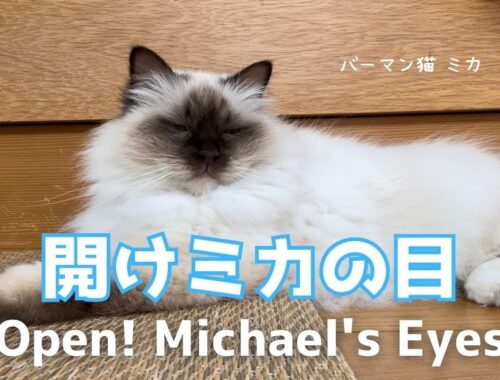バーマン猫ミカ【開けミカの目】Open! Michael's Eyes（バーマン猫）Birman/Cat