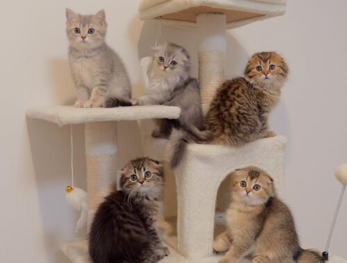 Here are the kittens who are excited about the huge cat tower.