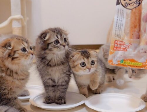 The kittens who are excited about eating bonito for the first time are cute.