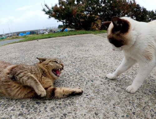 キジトラ猫とシャム猫がナデナデの順番を争って喧嘩する