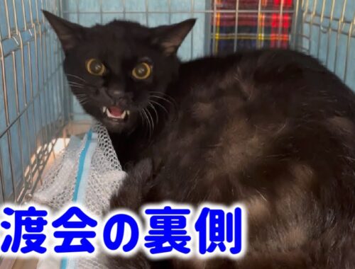 ちゅー猫譲渡会の裏側【Japanese cat adoption event】