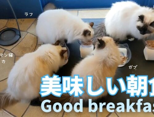 バーマン猫ガブとミカとラフとウリ【美味しい朝食】Good breakfast（バーマン猫）Birman/Cat