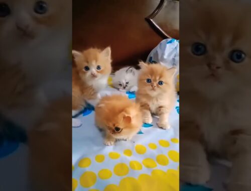 Cute Baby Cats Meowing - Meong Kucing Lucu #shorts