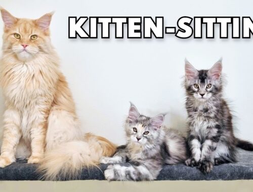 Maine Coon Buster - The Best Kitten-Sitter in Town?