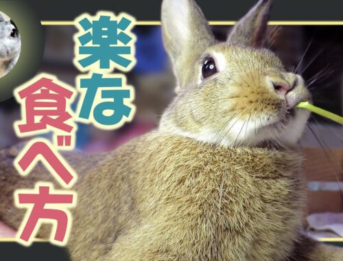 🐰スフィンクスモードのまま食べる😋🌿【 ウサギのちゃび 】　2022年10月1日
