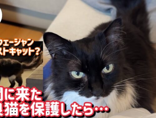 【モフモフ野良猫保護】ママに日本語で「ごはん！」と喋っておねだりが可愛い子になりました！