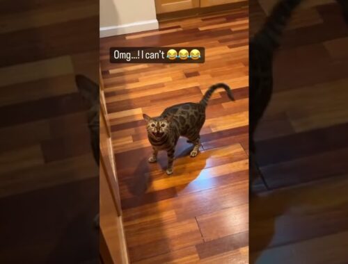 Bengal Cat Uses Meows and Cuteness to Get Food