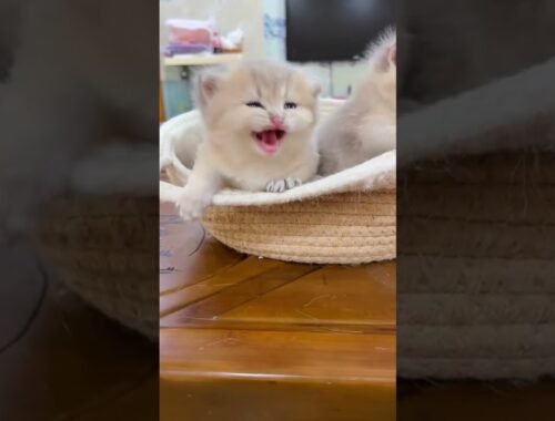 Cute and Hilarious: Watch This Kitten Protest Being Loved!