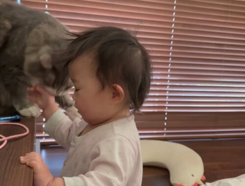 強くなった赤ちゃんにも優しい教育をする猫　ノルウェージャンフォレストキャット　A cat that gently bites a baby