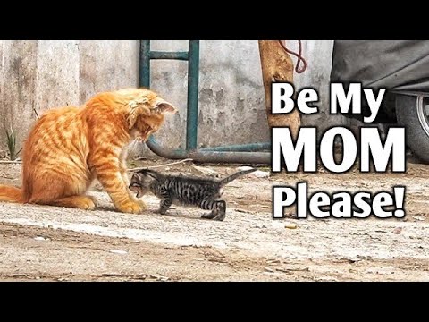 Newborn kitten was following a cat around, hoping for a mother's affection