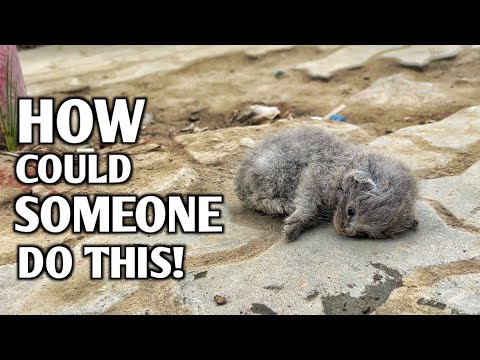 Poor kitten was living his last moments on the roadside but no one came to help him!