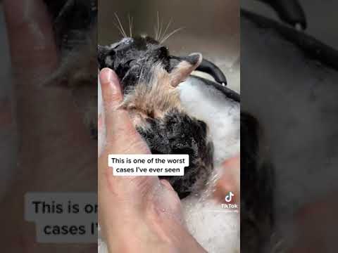 1 Minute of kittens having a bath, what more could you want! #kitten #kittenrescue #catbath