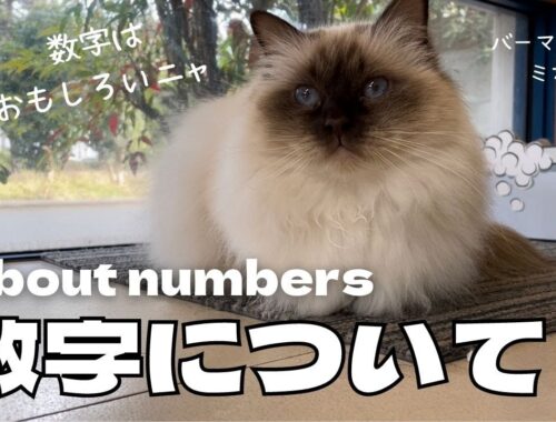 なるほど！おもしろいニャ【数字について】About numbers（バーマン猫）Birman/Cat