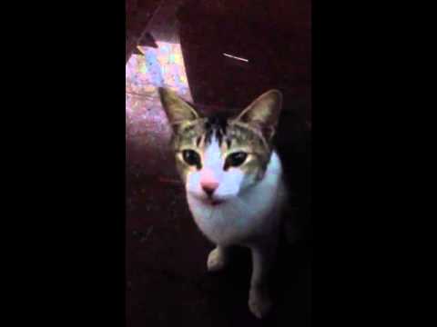 Japanese bobtail cat talking