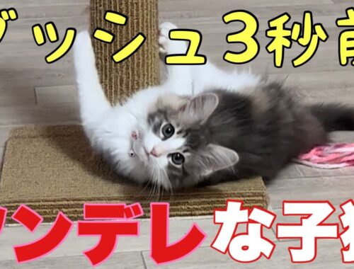 ツンデレが激しい子猫【ノルウェージャンフォレストキャット】