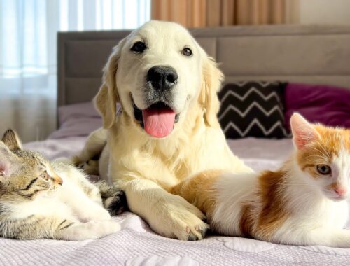Funny Kittens and Golden Retriever Puppy