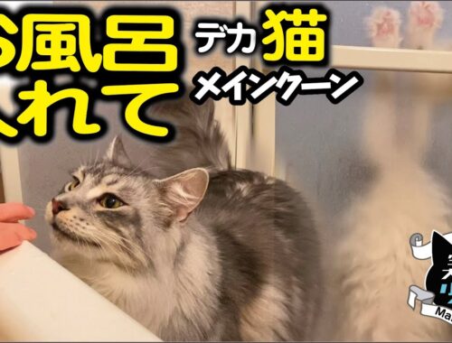 【メインクーン大型猫】猫がお風呂をのぞきたがる理由／しながわ水族館モンハナシャコ