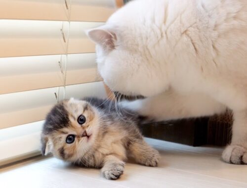 It's cute how the mischievous kitten freezes the moment it meets the papa cat.