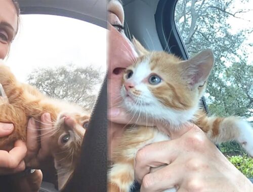 Policewoman Rescues Stray Kittens From a Dumpster And Her Heart Melts