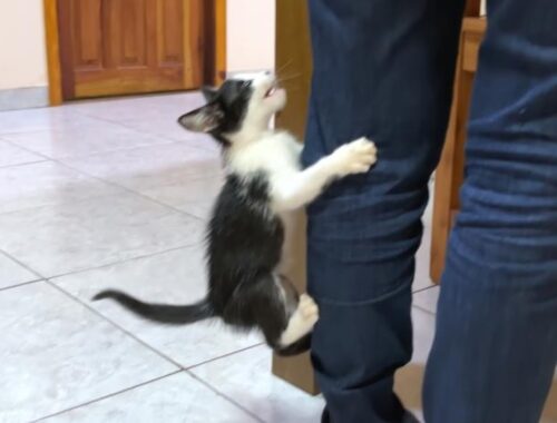 The rescued kitten who can't wait for food and climbs up while meow was too cute!