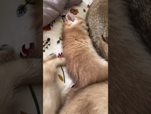 Discovering Adorable Newborn Kittens in Blanket