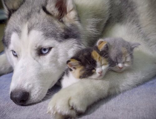 【離れない！】絶対にハスキー犬とくっついて寝たがる子猫・可愛すぎる赤ちゃん猫