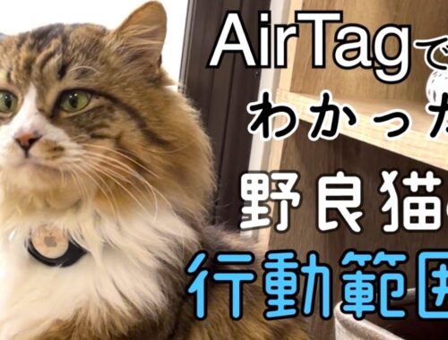 【AirTagで追跡】オス野良猫ぽこまるの行動範囲がわかりました！