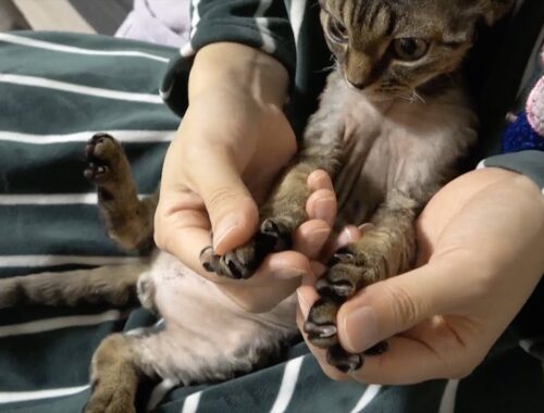 デボンレックス子猫の爪切りをしました(Clipping nails of Devon Rex kitten)