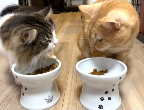 一緒に並んでご飯を食べている猫の姿が可愛すぎた