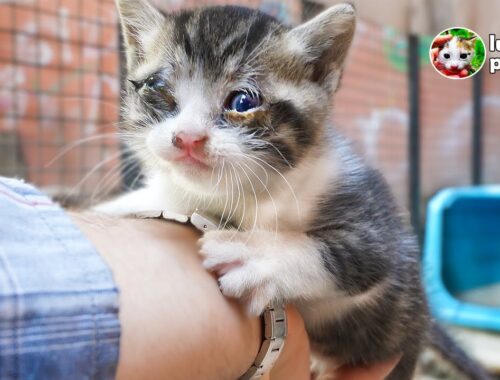 The Motherless Kitten Climbs on my Wrist and Begs me to Rescue Him.  | Lucky Paws