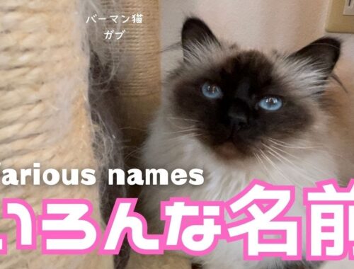 バーマン猫ガブ【いろんな名前】Various names（バーマン猫）Birman/Cat