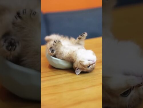 Tiny Kitten, Big Relaxation: A Tea Cup Tale