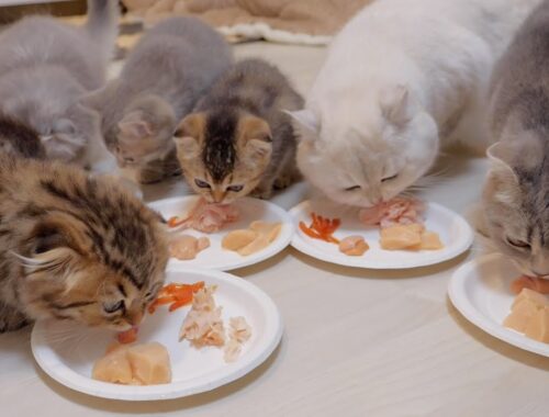 The last appearance of the kitten family eating together was deeply emotional...
