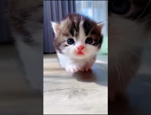 Kittens Meowing Sound #shorts #babycat #meow