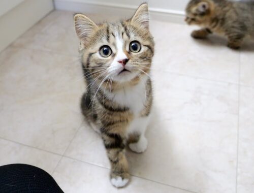 Titi is a ferocious kitten with a cute face!