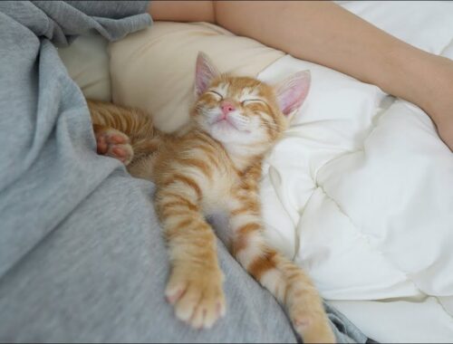 The Reason Why a Kitten Always Takes a Nap Next to Its Owner