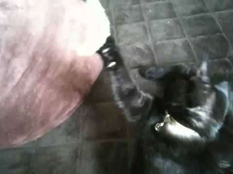 黒猫ボンベイ 20100510