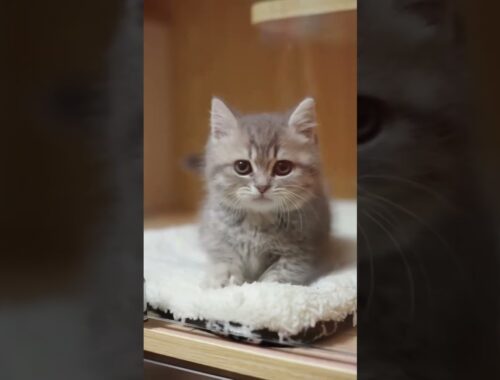 Adorable Kitten Shows Off Its Dance Moves!