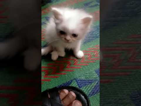 Cutest baby cat || White cat | Brown cat | Playing cat #cat #catlover #catsofinstagram
