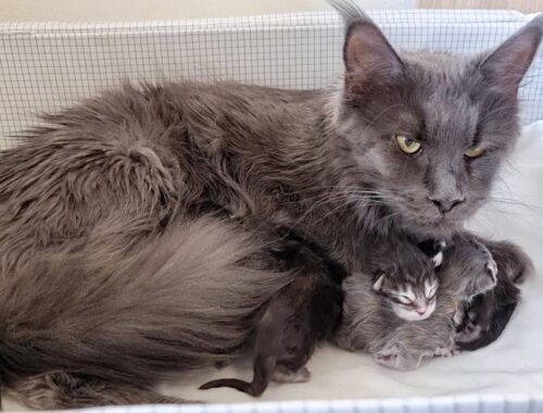 Proud Mother Cat Shows Her Newborn Kittens!