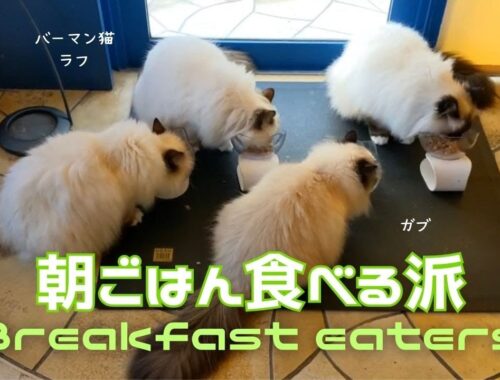 バーマン猫ラフとウリとミカとガブ【朝ごはん食べる派】Breakfast eaters（バーマン猫）Birman/Cat