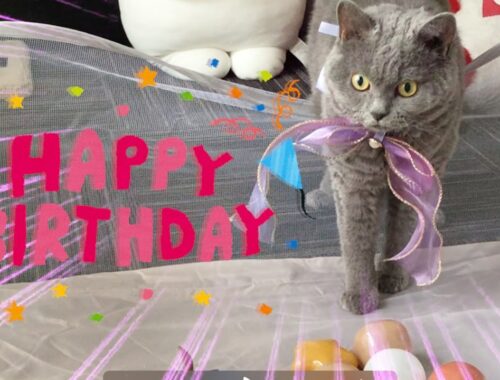 【祝】ツンデレ愛猫に誕生日プレゼントしたら、無視される思いきや めちゃくちゃ喜んでもらえました！！