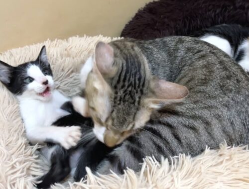 A rescued kitten learns love from a big cat