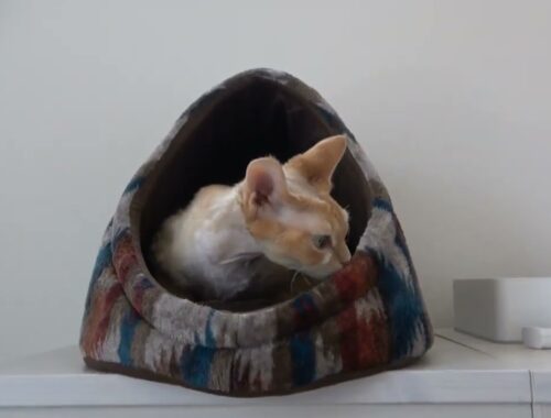 新しいお家を気に入ってくれたデボンレックス猫です(Devon Rex cat likes the new cat house)