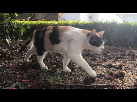 三毛猫（日本猫）の三色模様が美しい【公園野良猫の暮らし】Cute cat videos