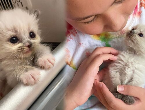 This Shelter Kitten Steals People's Hearts And Grows Into a Beautiful, Fluffy Cat