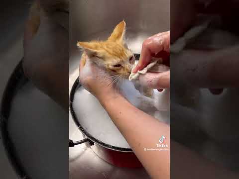 This Kitten Rescuer is An Angel on Earth! #rescuecats #catshorts